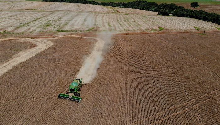 Paraná deve colher 646 mil toneladas de feijão, 34% a mais que em 2023